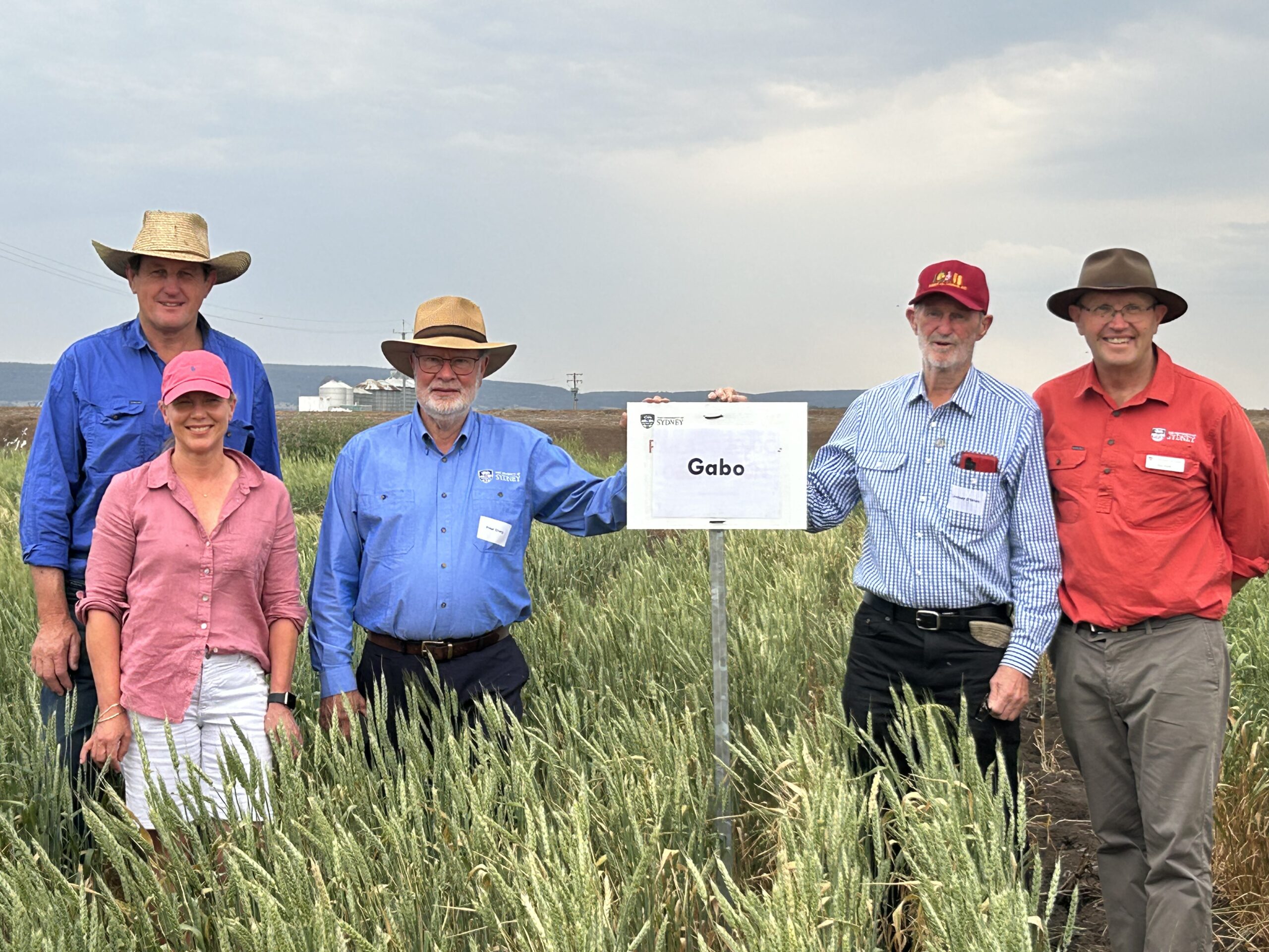 History of Gabo wheat  variety celebrated