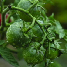 Call for national monitor to prevent food freeze