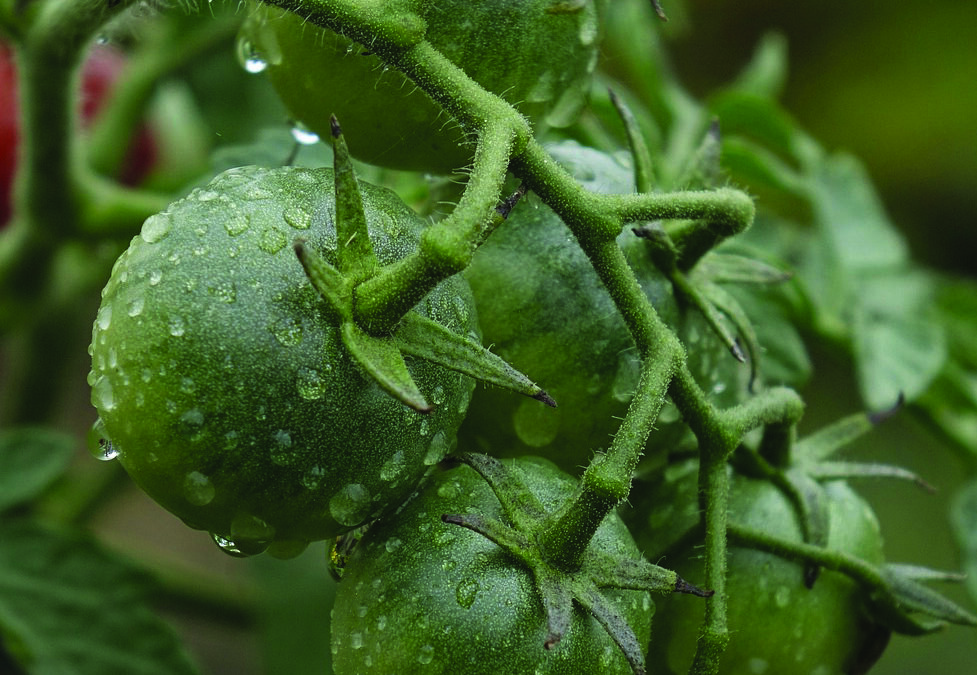 Call for national monitor to prevent food freeze