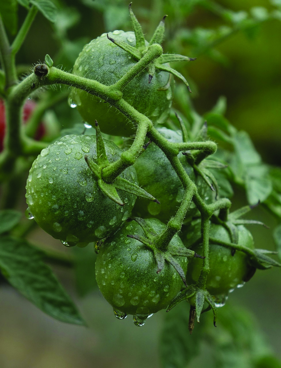 Call for national monitor to prevent food freeze
