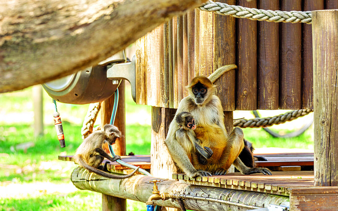 Wild summer fun at Taronga Western Plains Zoo