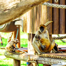 Wild summer fun at Taronga Western Plains Zoo