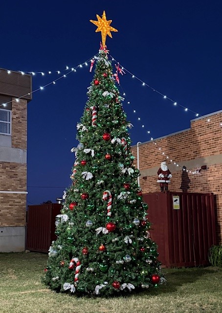 Chamber community Christmas tree takes pride of place in Maitland Street
