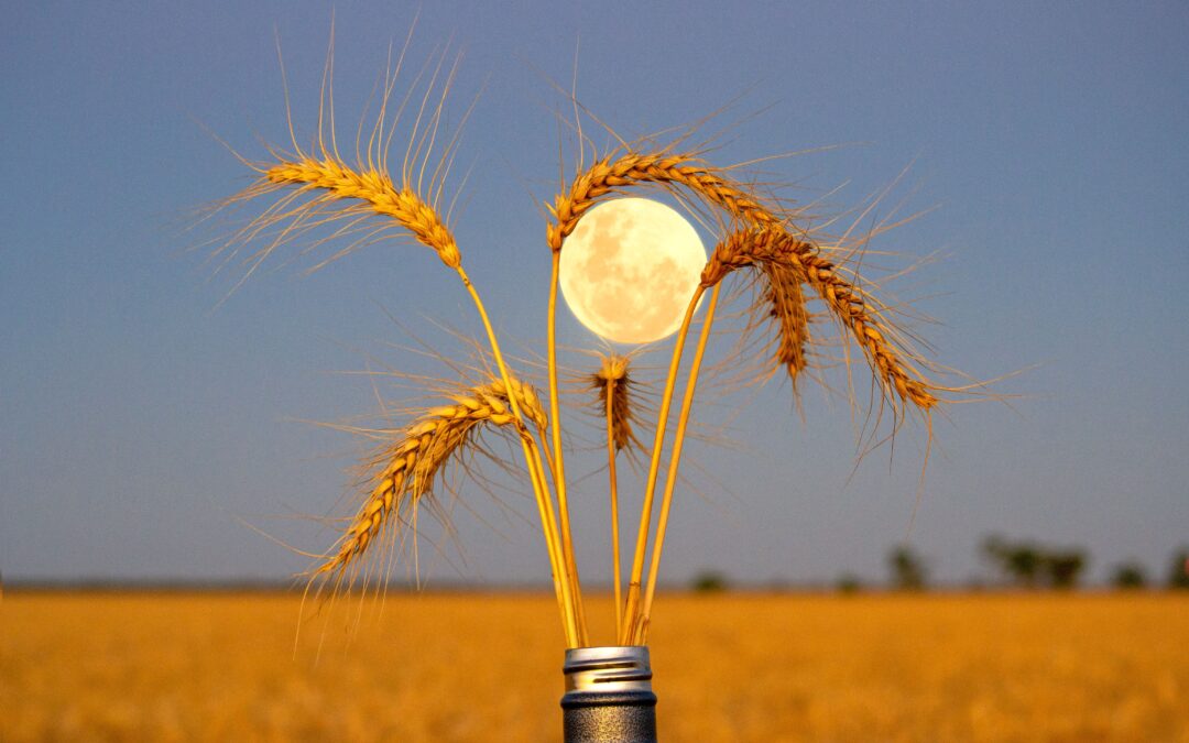 Golden moments: GrainGrowers calendar photography  competition winners capture the beauty of the bush