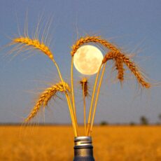 Golden moments: GrainGrowers calendar photography  competition winners capture the beauty of the bush