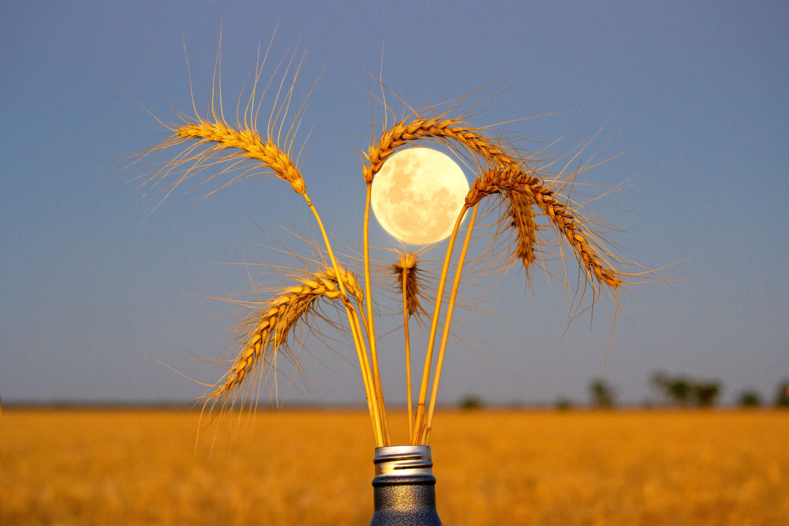 Golden moments: GrainGrowers calendar photography  competition winners capture the beauty of the bush