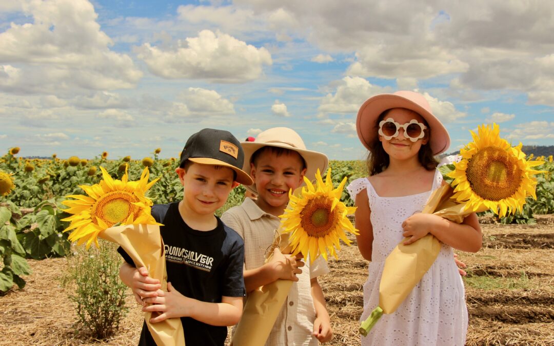 Visitors invited to explore the  Liverpool Plains Sunflower Trail