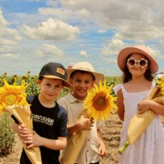 Visitors invited to explore the  Liverpool Plains Sunflower Trail