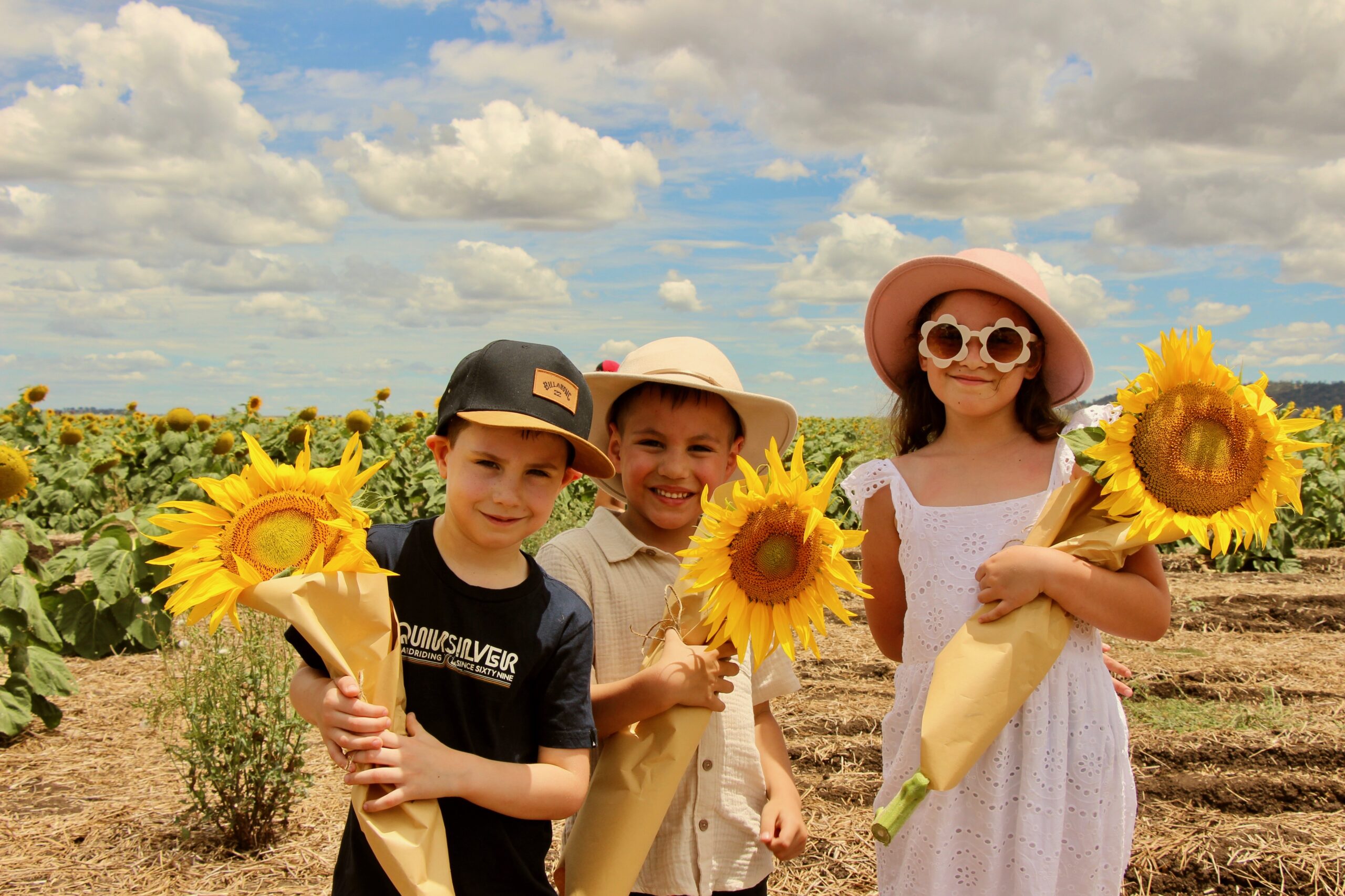 Visitors invited to explore the  Liverpool Plains Sunflower Trail