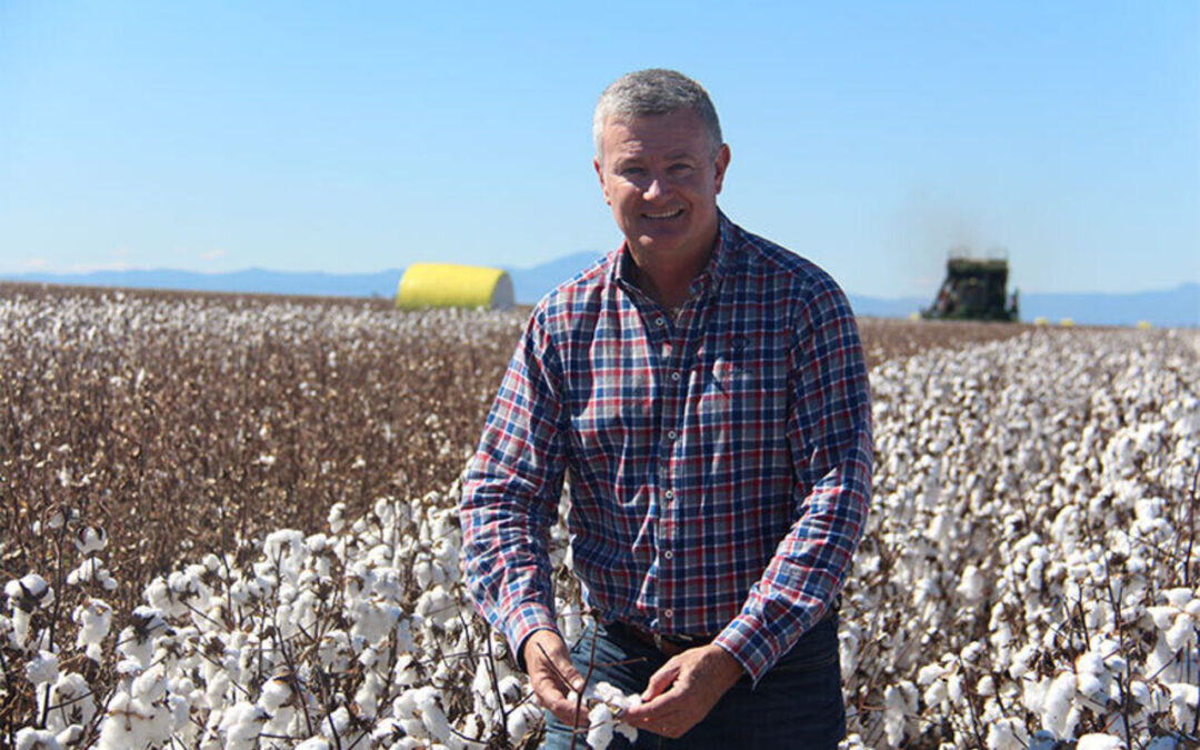 Cotton picking starts following mixed season