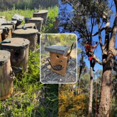 Nesting boxes installed to support threatened species