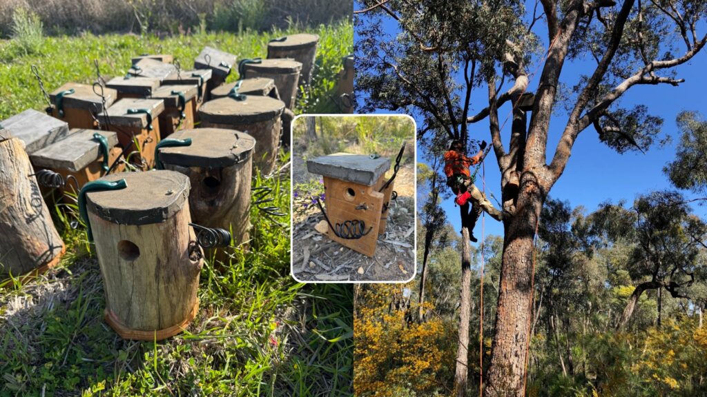 Nesting boxes installed to support threatened species