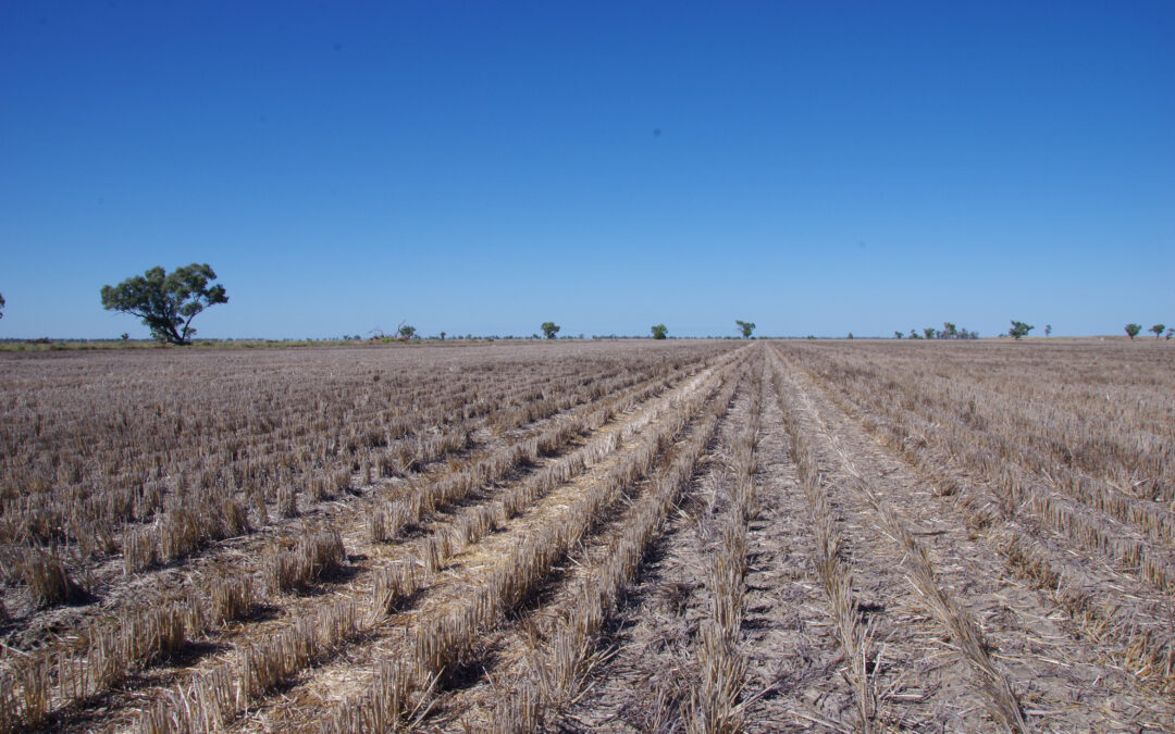 Mixed farming  on renowned  Spring Plains
