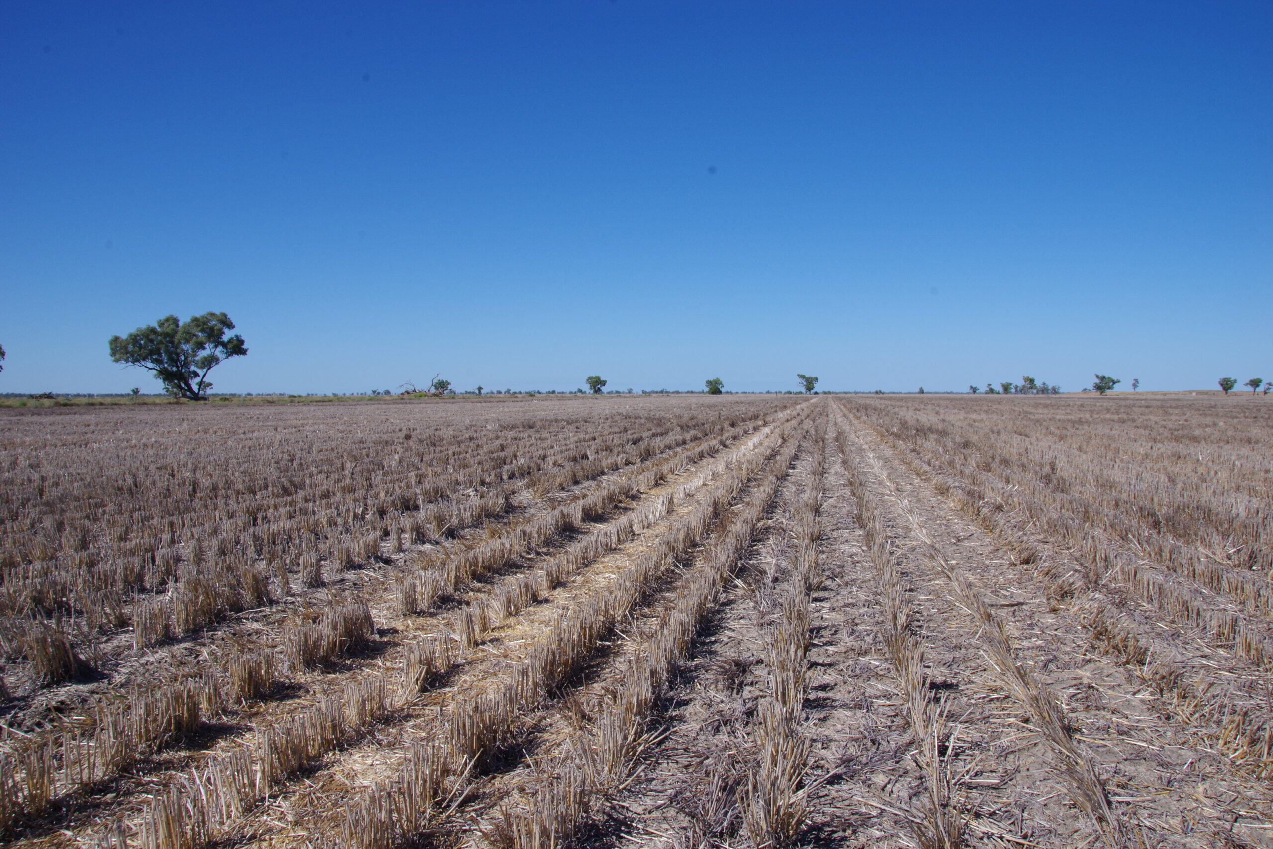 Mixed farming  on renowned  Spring Plains