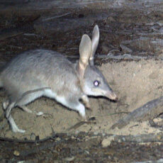 Optimism abounds with bilby population stable in Pilliga