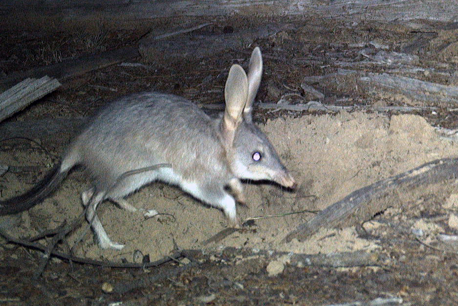 Optimism abounds with bilby population stable in Pilliga