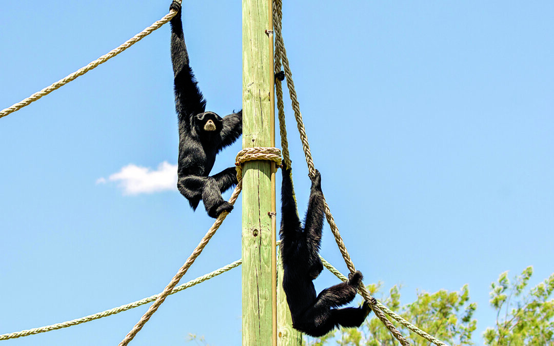 Call of the Siamang echoes this Easter