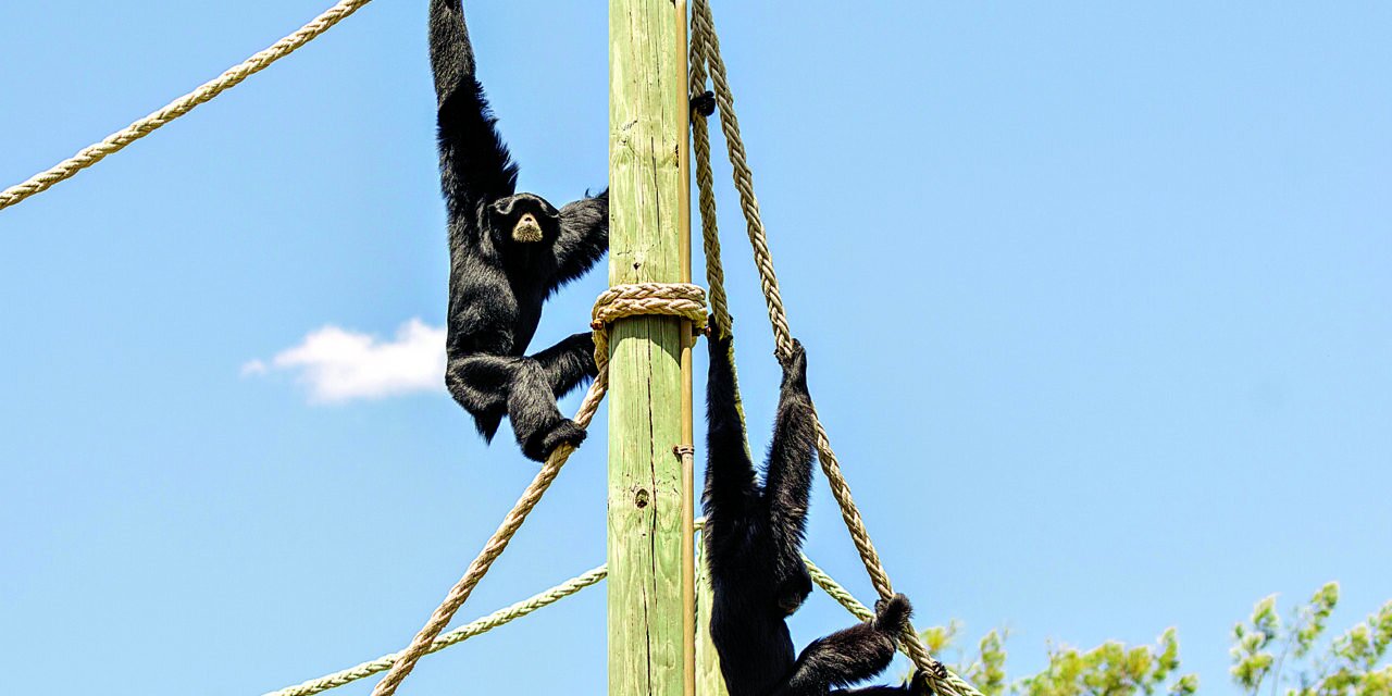 Call of the Siamang echoes this Easter