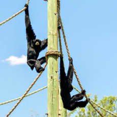 Call of the Siamang echoes this Easter