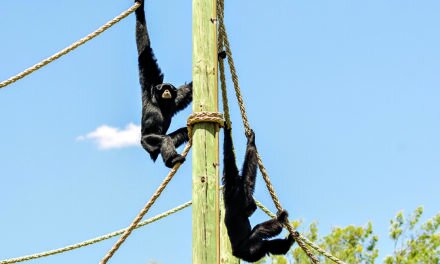 Call of the Siamang echoes this Easter