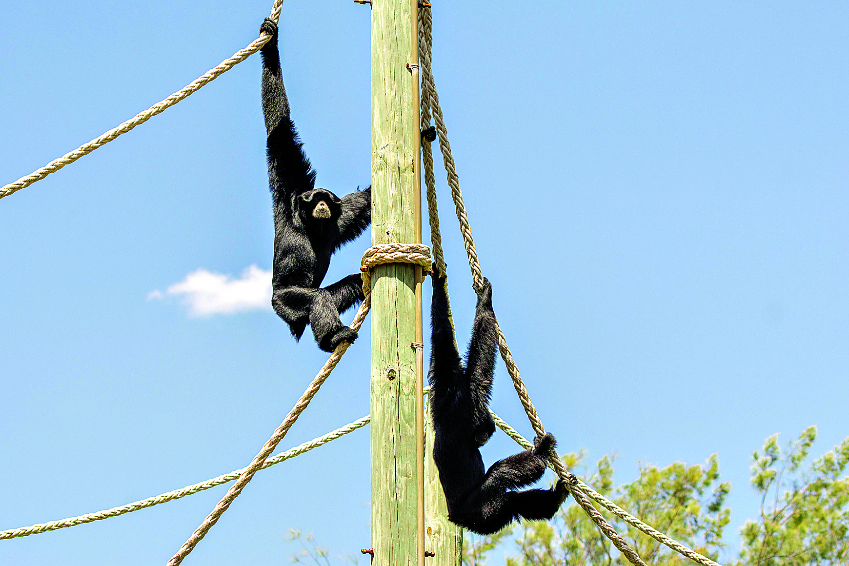 Call of the Siamang echoes this Easter