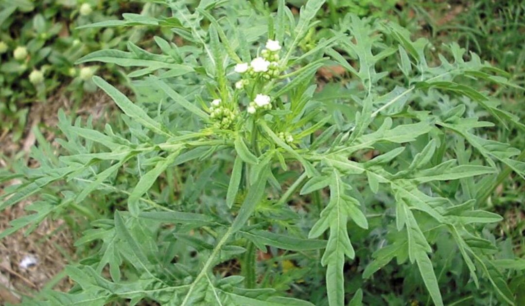 Be alert for parthenium weed after recent rain