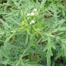 Be alert for parthenium weed after recent rain
