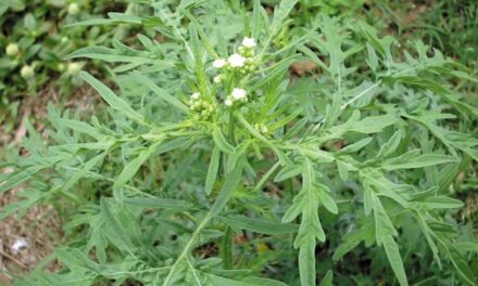 Be alert for parthenium weed after recent rain