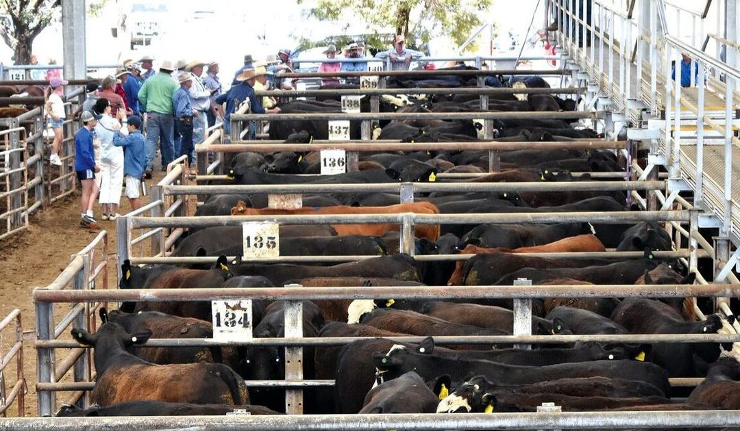 Alert urged for livestock risks after patchy rainfall