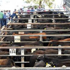 Alert urged for livestock risks after patchy rainfall