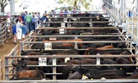 Alert urged for livestock risks after patchy rainfall