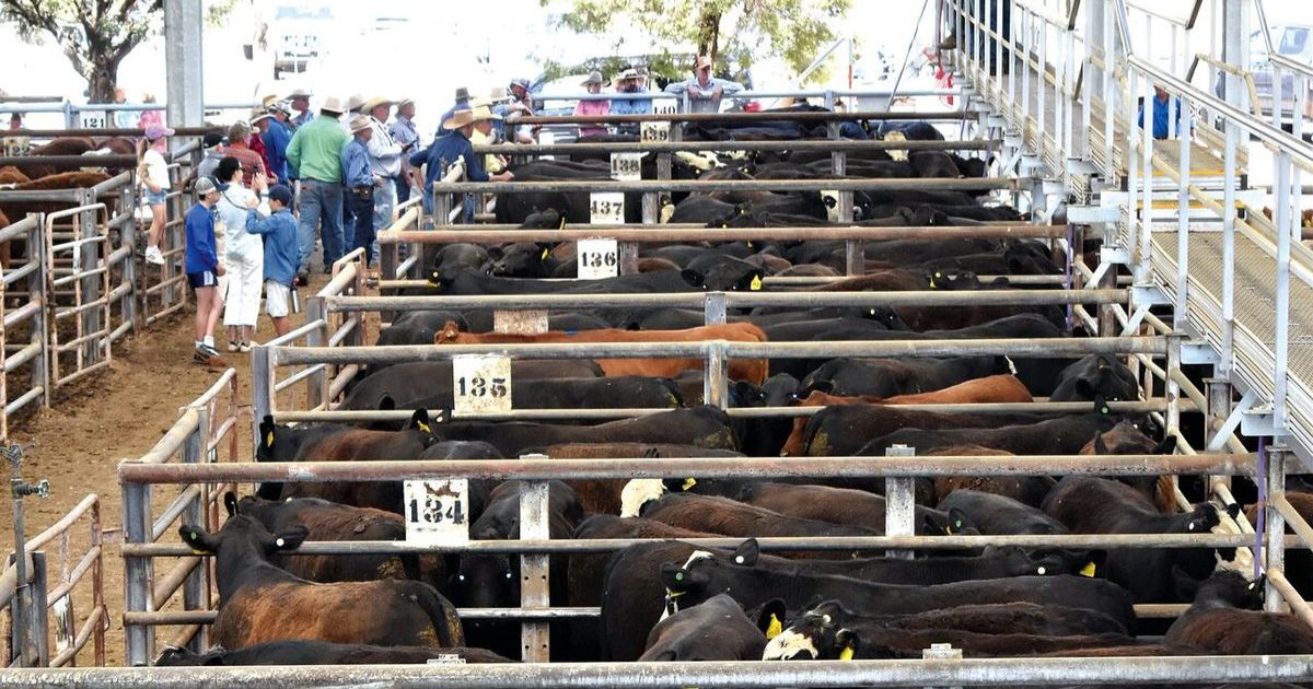 Alert urged for livestock risks after patchy rainfall