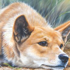 Australian Art Dogs