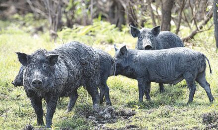 Feral pig action in coalition’s sights