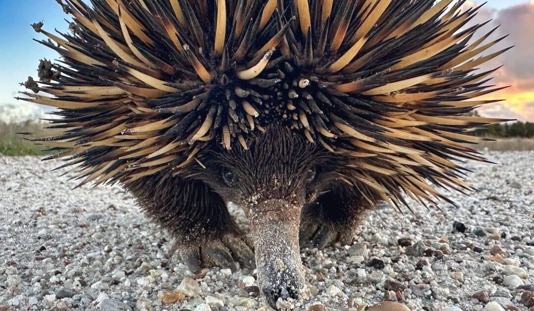 Captured in the wild: eye to eye with an echidna