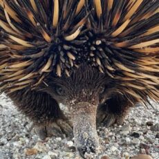 Echidna wildlife photography