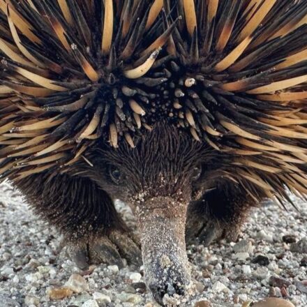 Captured in the wild: eye to eye with an echidna