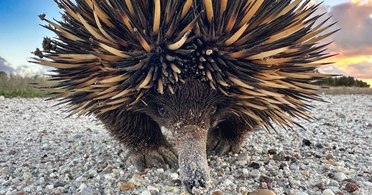 Captured in the wild: eye to eye with an echidna