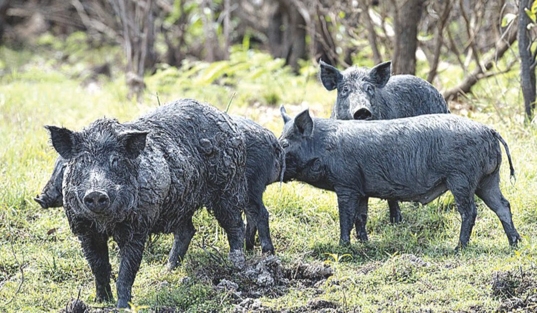 Feral pig control needs coordination with farmers, not fines