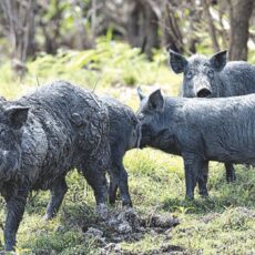 Feral pig control