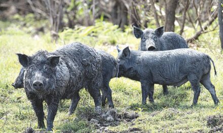 Feral pig control needs coordination with farmers, not fines