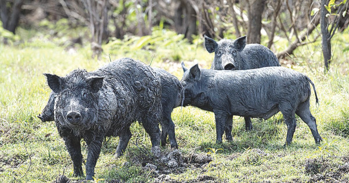 Feral pig control needs coordination with farmers, not fines