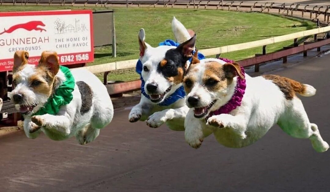 Jack Russell racing action in Gunnedah
