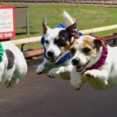 Jack Russell racing