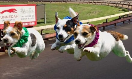 Jack Russell racing action in Gunnedah