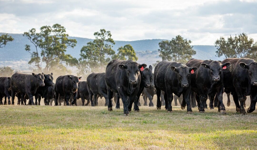 Smart play in a tough season: Choice Angus ready for sale