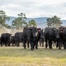 Choice Angus bull sale