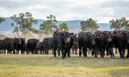 Smart play in a tough season: Choice Angus ready for sale