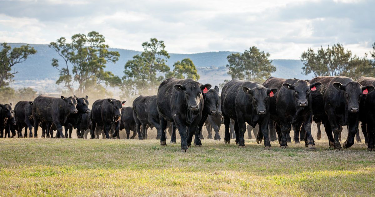 Smart play in a tough season: Choice Angus ready for sale