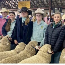 Merino Wether Challenge